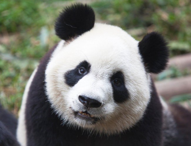 панда - верный ответ