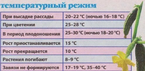 температурный режим в теплице для огурцов