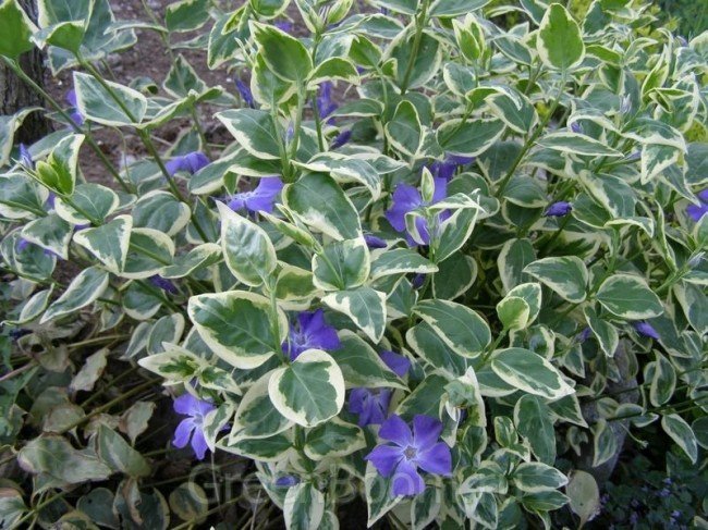 барвинок - многолетнее растение
