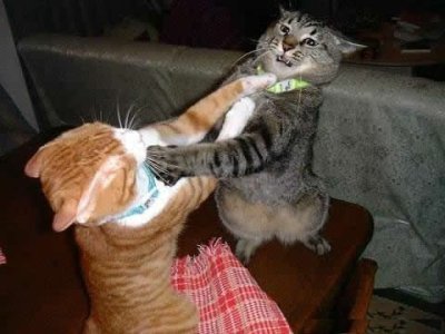 Кошки, которые постоянно конфликтуют.