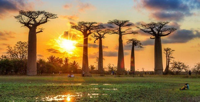 чудо- дерево жителей Мадагаскара