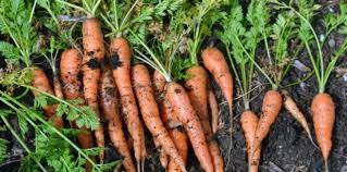 как сажать морковь