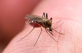 Комары: народные средства от насекомых