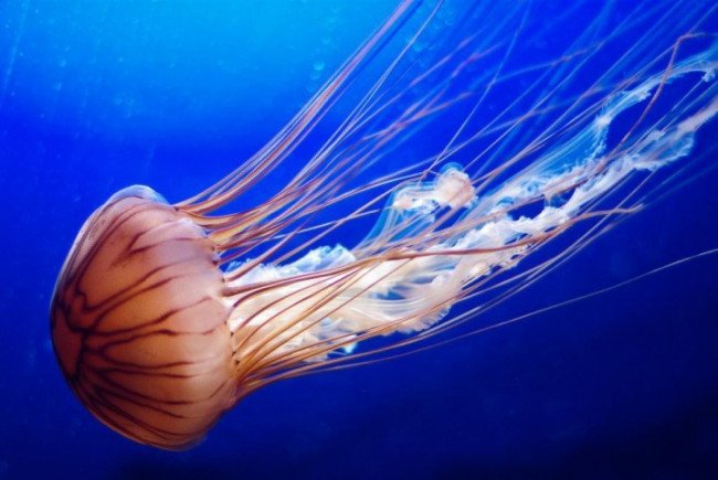 Ядовитые медузы.