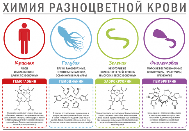 Таблица по цвету крови