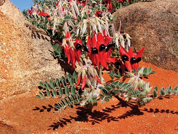 пустынный горошек Австралии