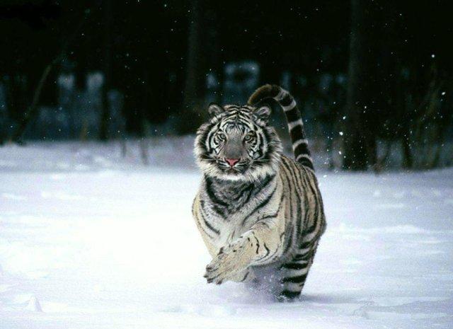 тигр - самый большой предок кошки