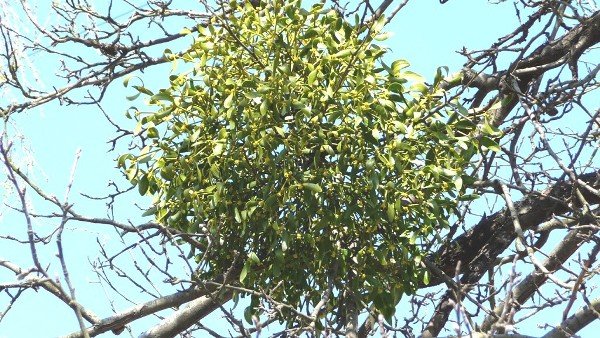 Омела – вечнозеленый кустарник, паразитирующий на деревьях