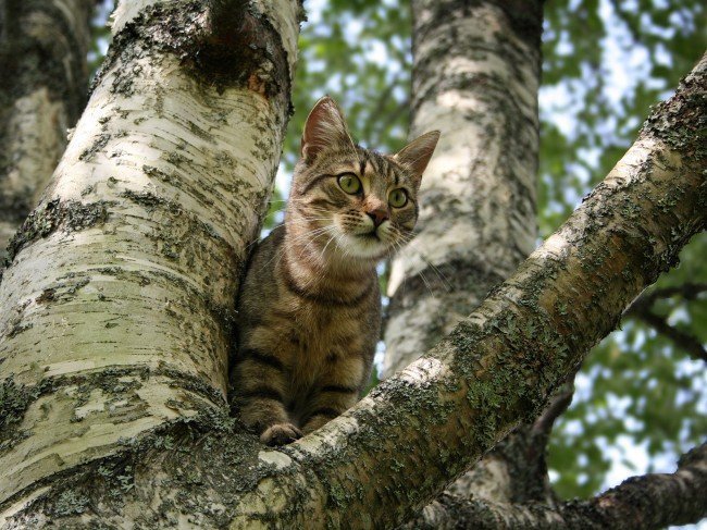 кошка сидит на дереве