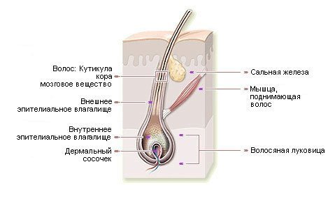 структура волоса