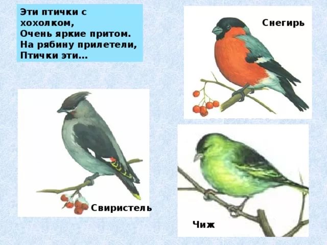 птички россии