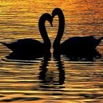 лебеди и символ любви