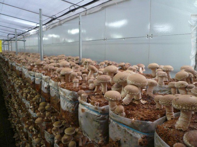 Выращивание грибов шиитаке в домашней теплице.