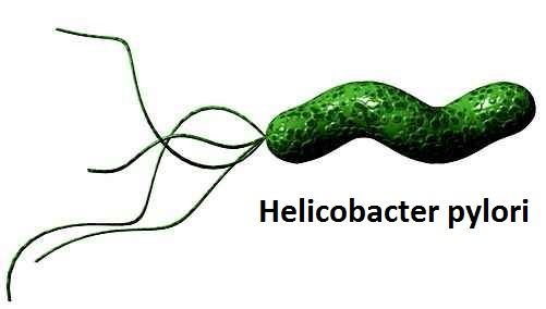 внешний вид бактерии Хеликобактер Пилори