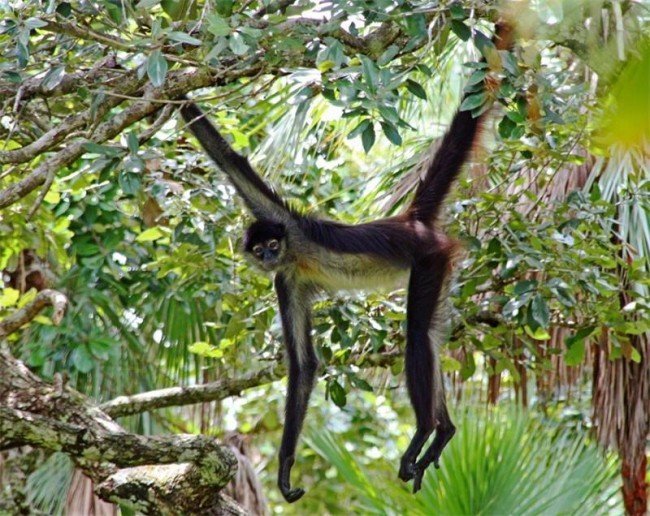Паукообразная обезьяна