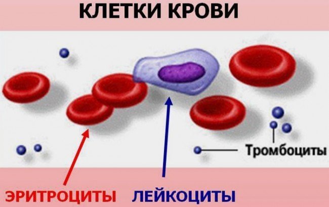 клетки плазмы с кровью, причины густой крови