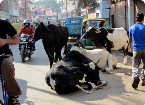 корова в Индии