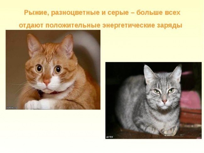 Фелинотерапия: что это?