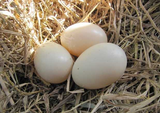 В чем польза утиных яиц?