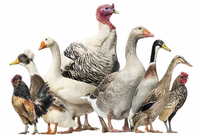 птичий двор- источник белка в мясе