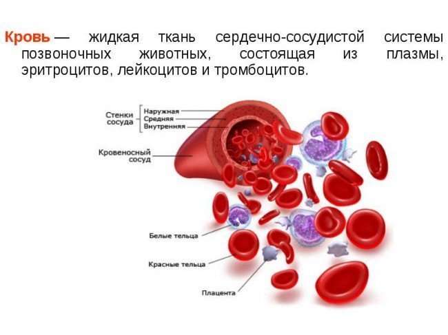 Какая  группа крови является самой редкой?