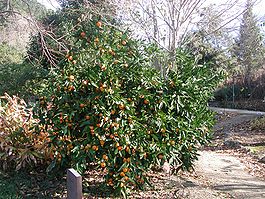 мандарины - так выглядит дерево