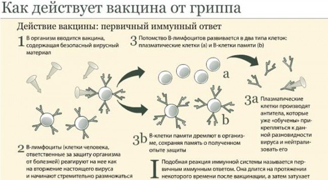 развитие иммунитета от вакцинации