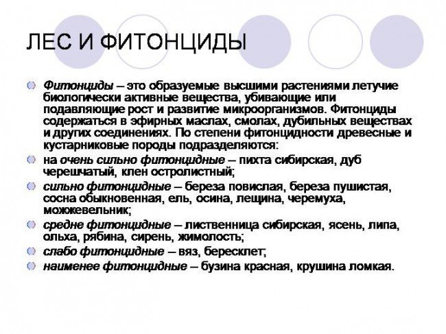 фитонциды и лес