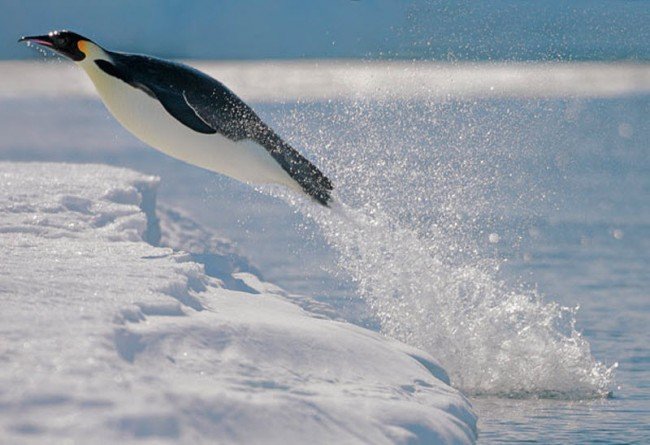 пингвины плавают
