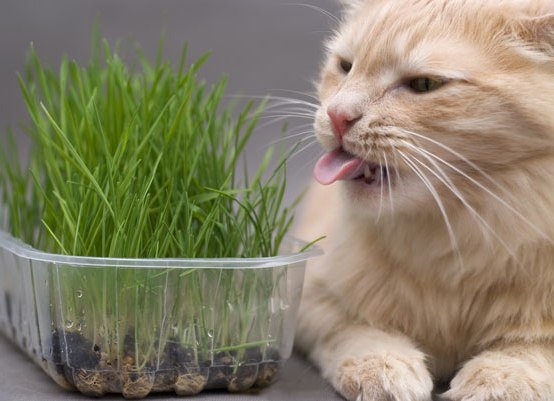 В траве много витаминов, которые кошкам необходимы.