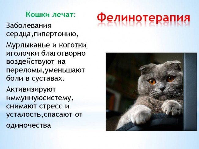 Фелинотерапия: что это такое?