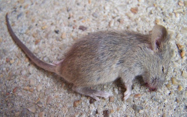 как бороться с мышами без вредя для детей и домашних животных