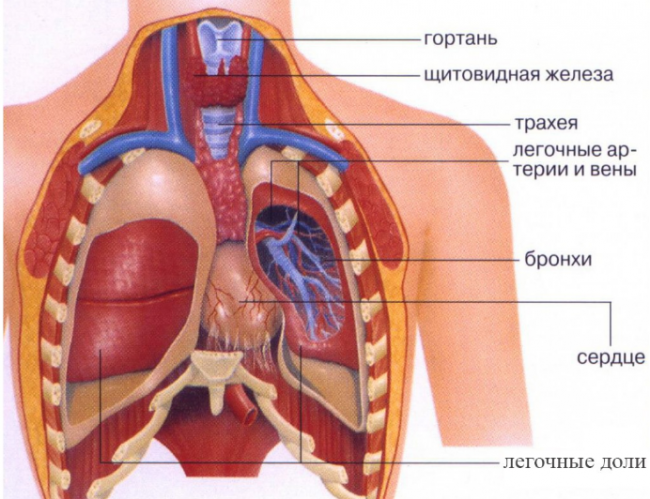 Как расположены внутренние органы человека