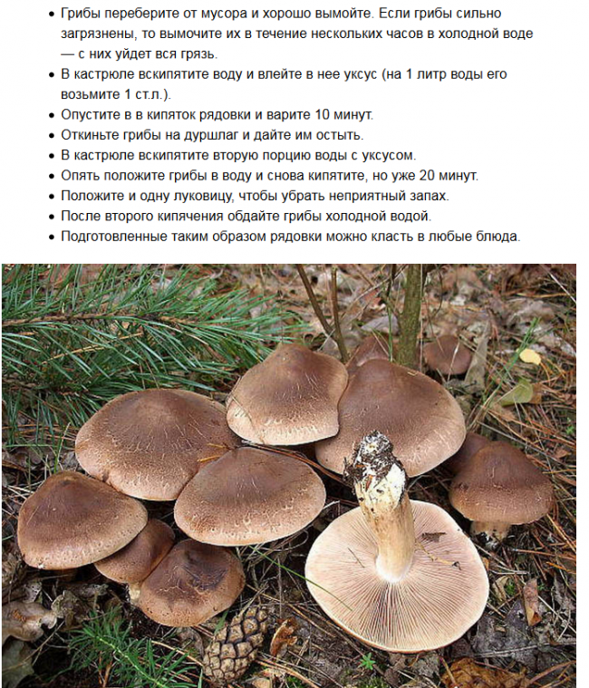 переработка грибов