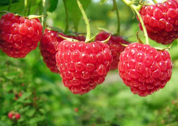 вкусные ягоды, как получить богатый урожай