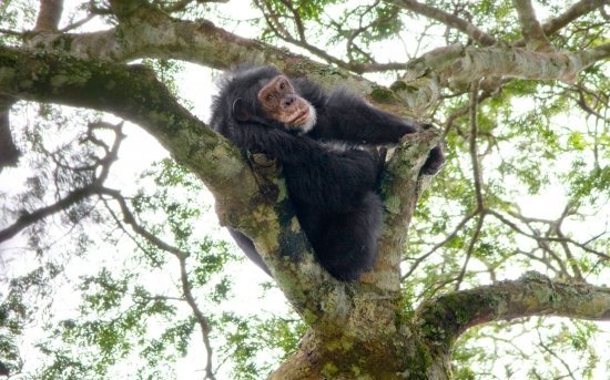 обезьяна сидит на дереве