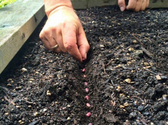 процесс посадки бобов