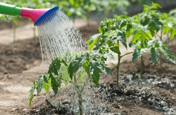 полив мыльной водой от вредителей сада