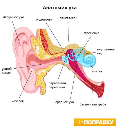 анатомия уха