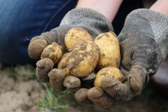 семена картофеля перед посадкой