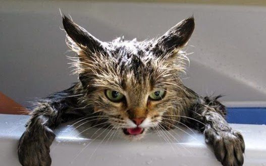 Сопротивление кота во время купания.