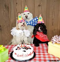 торт и три собаки