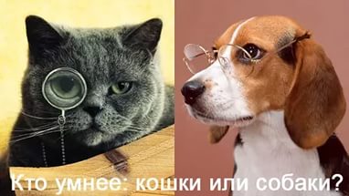 Кто умнее - кошки или собаки?