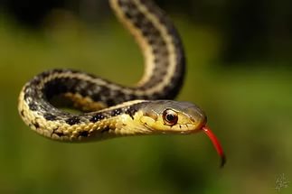 Змея - поймать змею, чтобы не укусила