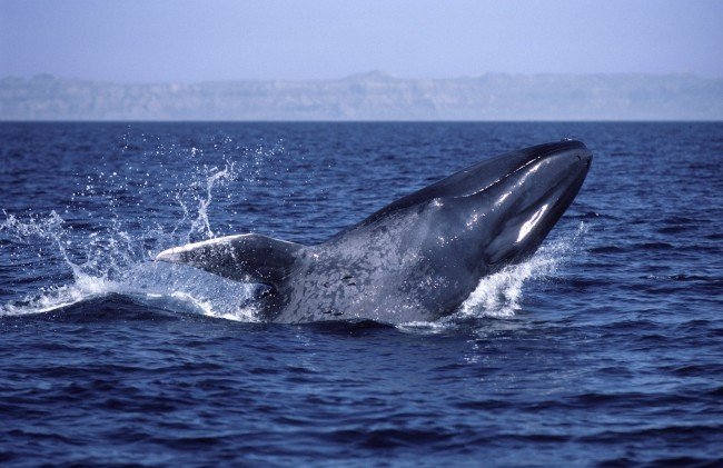 кит голубой