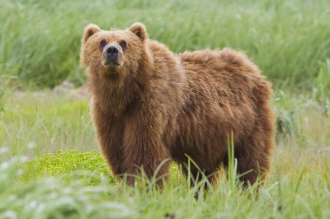 Какие виды медведей существует в природе?