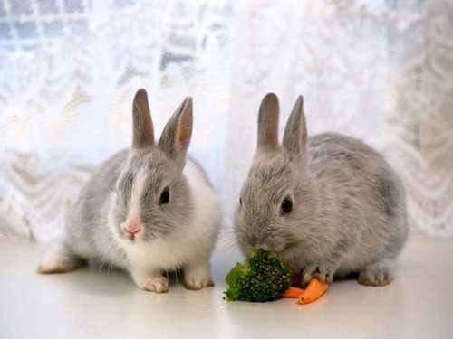 Кролики едят