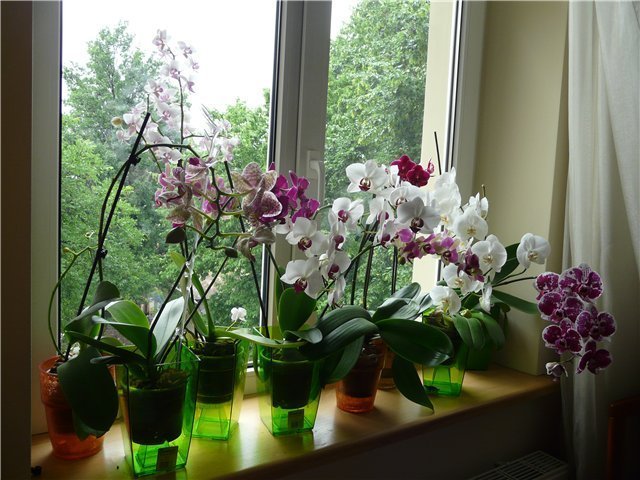 Низкоаллергенные цветы в домашнем интерьере