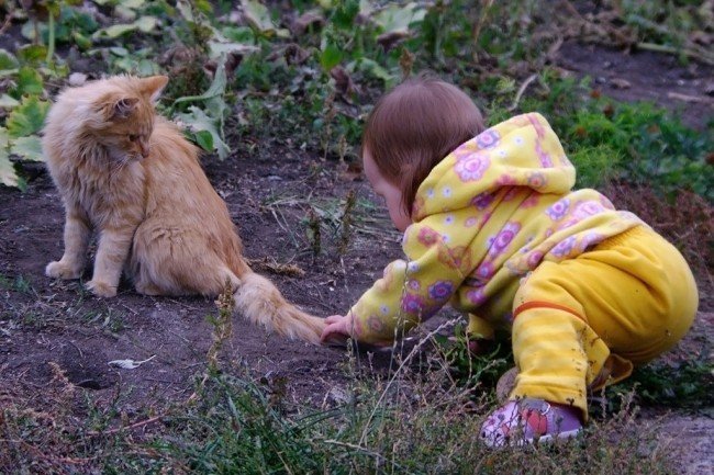 ребенок тянет кота за хвост