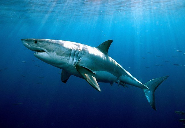 акула - опасный хищник